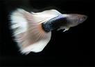 fish02