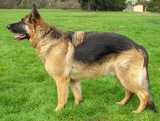 dog10
