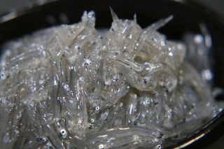 20151207富士市しらす