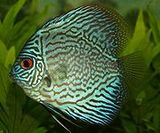 fish04