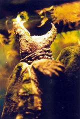 Macrochelys