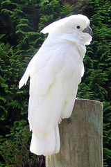 bird09