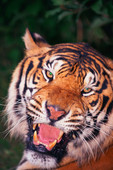 tiger4