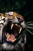 tiger7