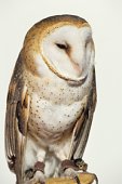 bird23