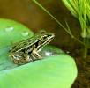 frog08