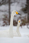 image002