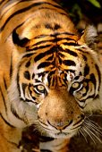 tiger5