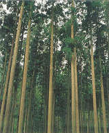 sugi0