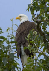 bird10