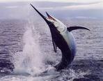 marlin