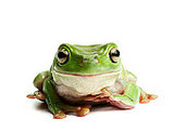 frog05