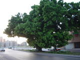 DSC02560.JPG