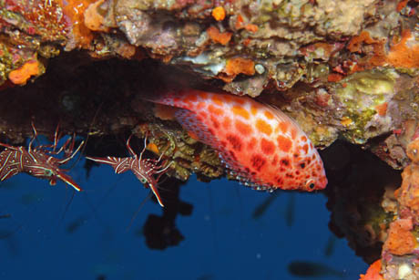 sarasa