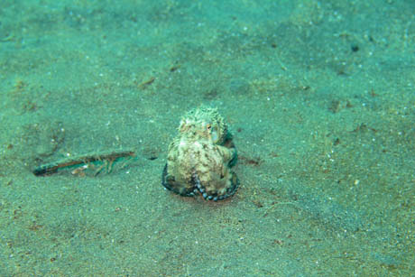 tako1