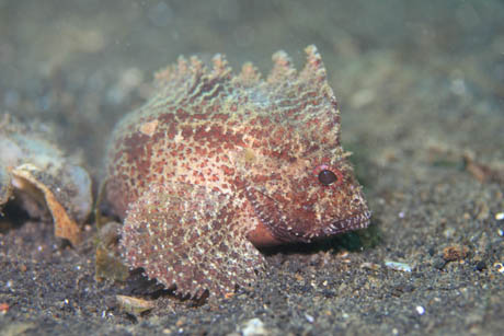 kasago