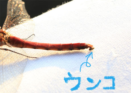 BlogPaint
