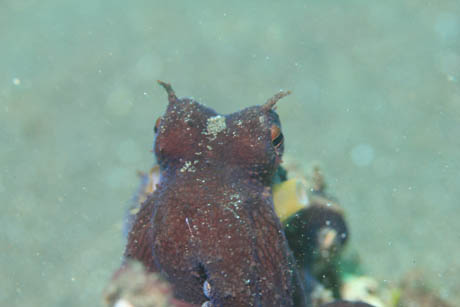 tako2