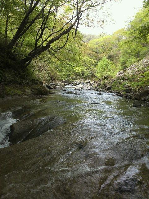yokawa1
