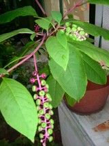 tansunohikidashi