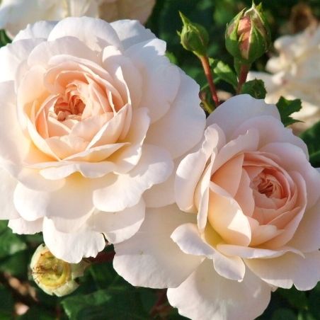 BLOG6593 (3)