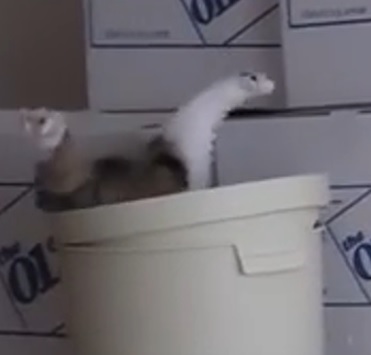 maru1