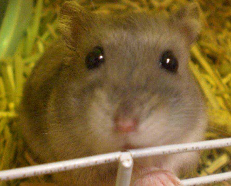 bulu