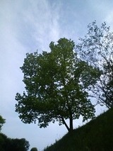 130518_1529~03