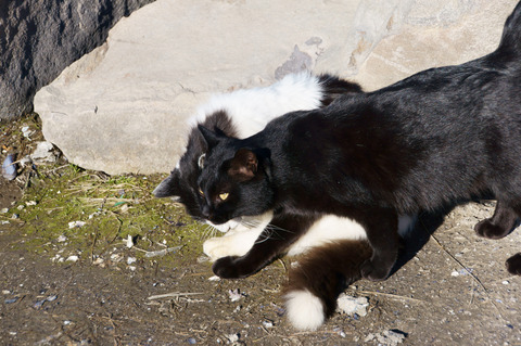 neko17