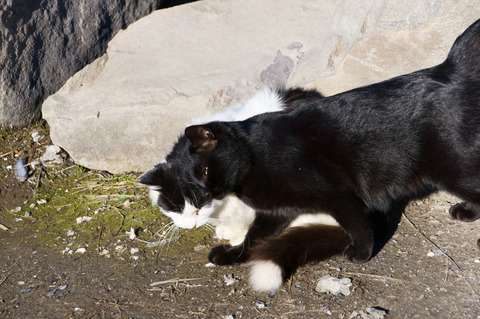 neko20