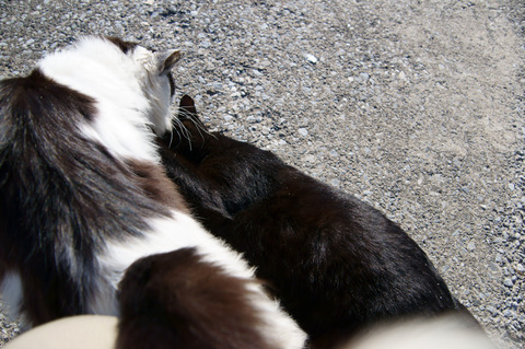 neko12