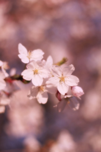 cherry3