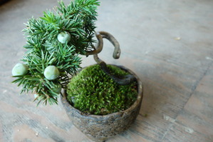 海岸トショウの苔盆栽