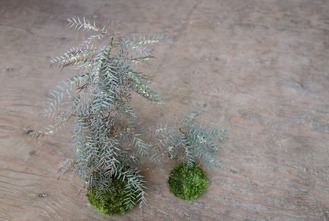 コモレビ草の手入れ後の苔玉