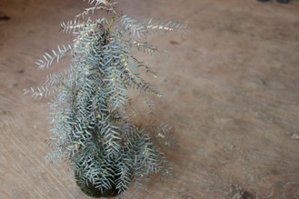コモレビ草の手入れ前の苔玉