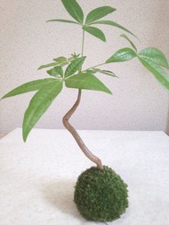 極小 ミニ 朴仕立て パキラ 苔玉 ハンギング | PLANTS SHOP OLIVE
