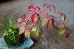 五葉ツタの苔玉
