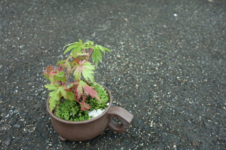 もみじ(七変化)の苔の寄せ植え