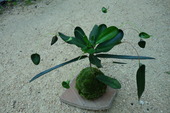 DSC03174