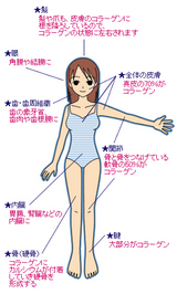 collagen_body2a