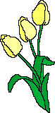 y_tullips1