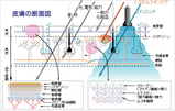 hifu_danmen1