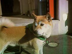 イチロー選手の犬 ペコログ