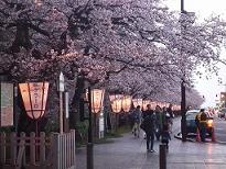 小-弘前桜まつり2010 048