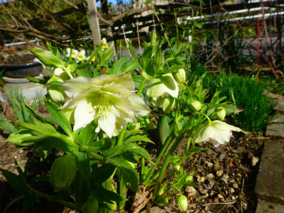 2015-04-04 007