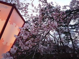 小-弘前桜まつり2010 049