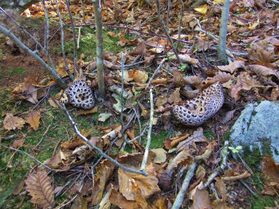 2012-10-26 024