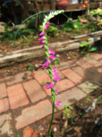 2011-07-27 003