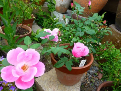 2015-06-08 003