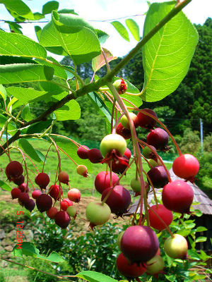 photo_8